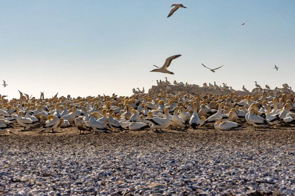 South American Seabirds Relocate to Panama Bay Amid 2026 El Niño
