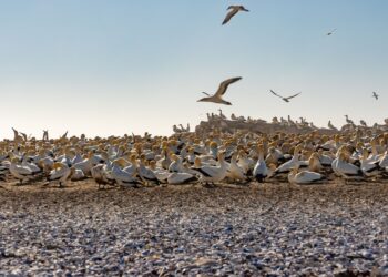South American Seabirds Relocate to Panama Bay Amid 2026 El Niño