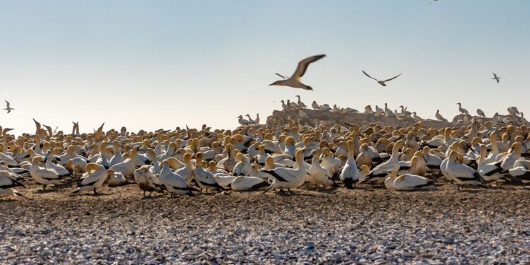 South American Seabirds Relocate to Panama Bay Amid 2026 El Niño