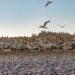 South American Seabirds Relocate to Panama Bay Amid 2026 El Niño