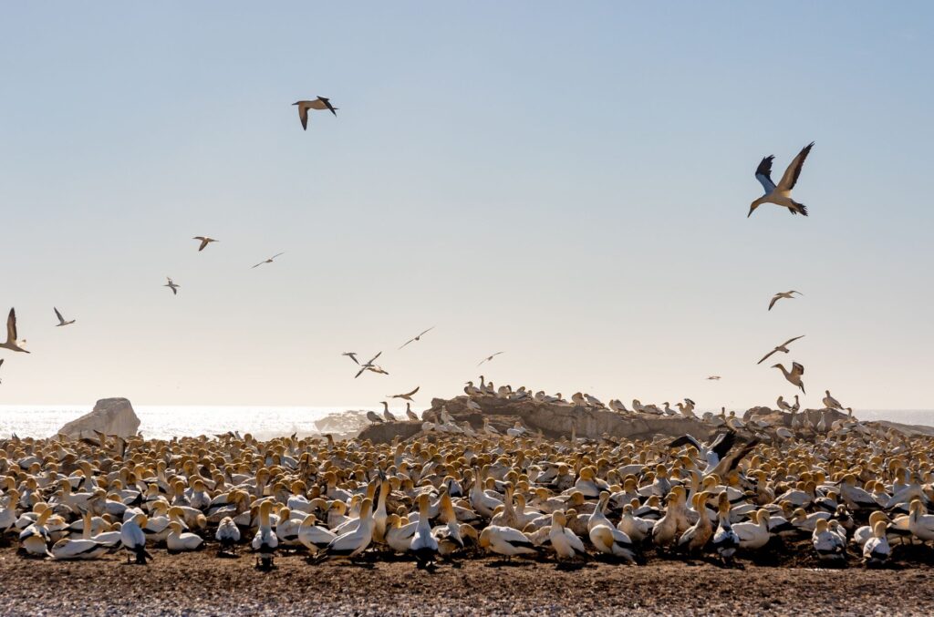 South American Seabirds Relocate to Panama Bay Amid 2026 El Niño