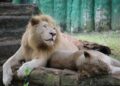 Three Lions Die of Suspected Heatstroke at Tokyo’s Tama Zoological Park