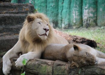 Three Lions Die of Suspected Heatstroke at Tokyo’s Tama Zoological Park