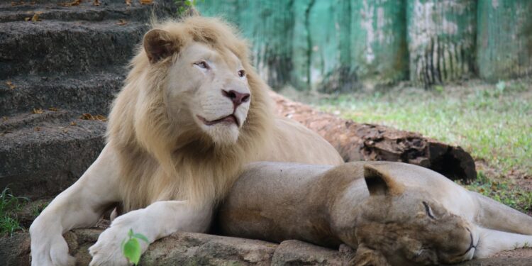 Three Lions Die of Suspected Heatstroke at Tokyo’s Tama Zoological Park