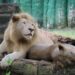 Three Lions Die of Suspected Heatstroke at Tokyo’s Tama Zoological Park