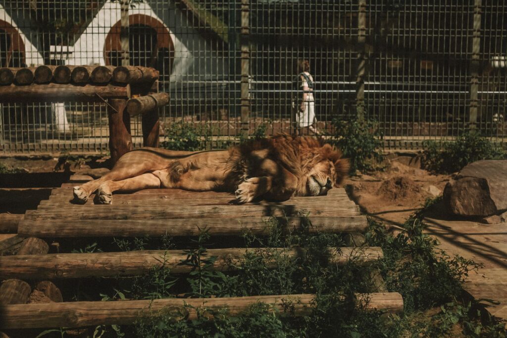 Three Lions Die of Suspected Heatstroke at Tokyo’s Tama Zoological Park
