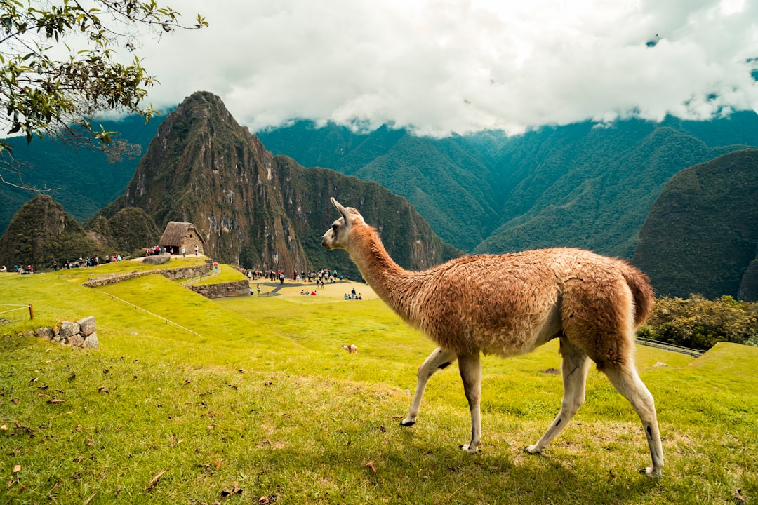 Peru’s Economy Unexpectedly Slows as Fishing, Agriculture Slump