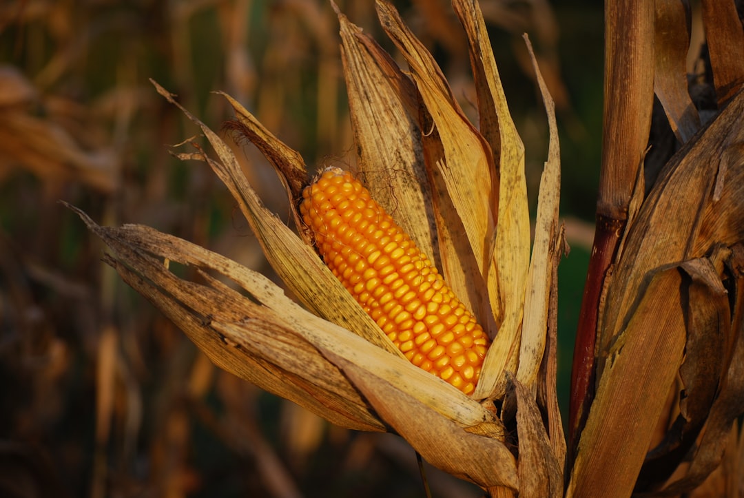How a Vandalized Preschool Corn Plot Became a Learning Opportunity