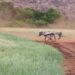 Versatile RobotX Secures Over £1 Million to Commercialise Agricultural Robots