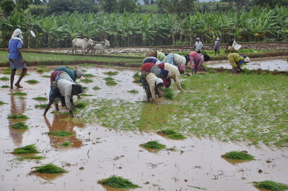 Karnataka Farmer Wins ITAT Case on Cash Sales Without Expense Records