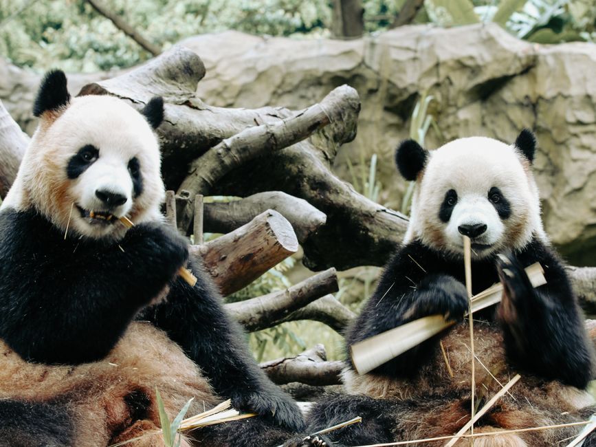 Vale Mulls Raising Over $500 Million in Debut Panda Bond Sale
