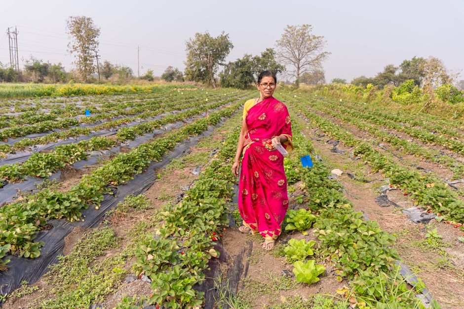 PM-KUSUM 2.0 Boosts Agrivoltaics Sector