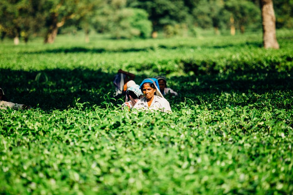 Tea output slips, exports drop in January-July 2026