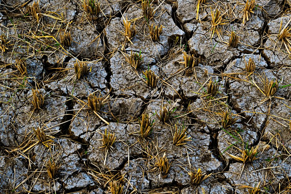 El Niño Puts India on Track for Its Driest Monsoon Since 2009