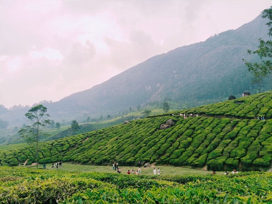 Indian Plantation Sector Urged to Become Global Suppliers