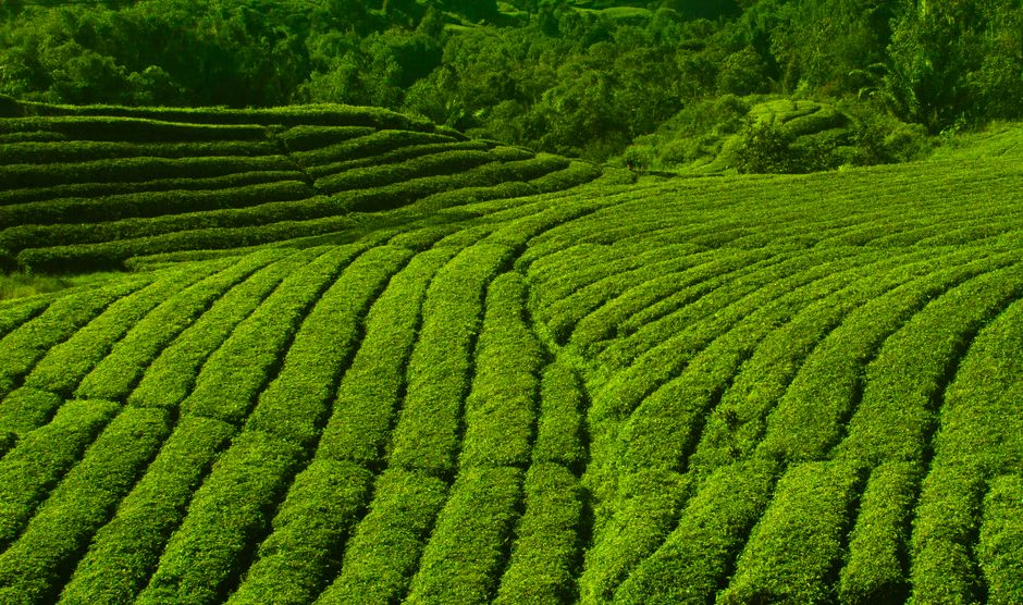 AI Tools Boost African Farmers’ Resilience Against El Niño