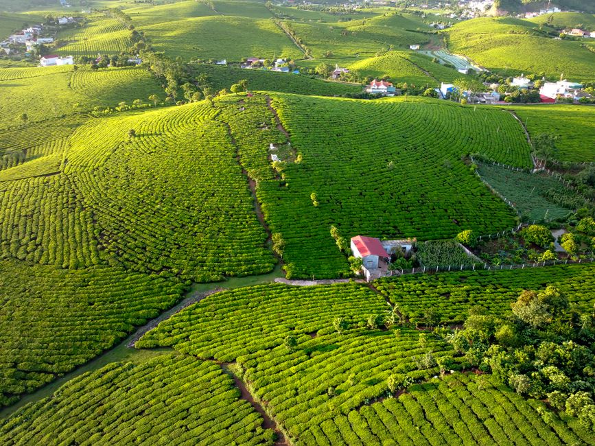 Why India’s Plantation Sector Must Embrace Global Markets