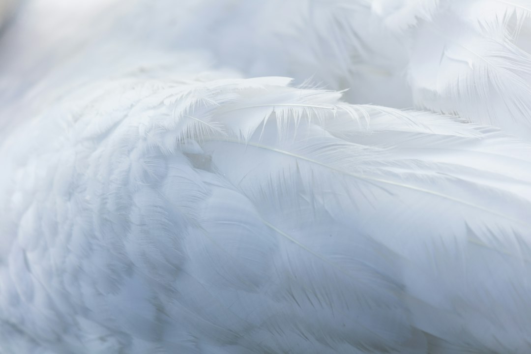Feather Aims to Be 'Android of Robotics' for Developers
