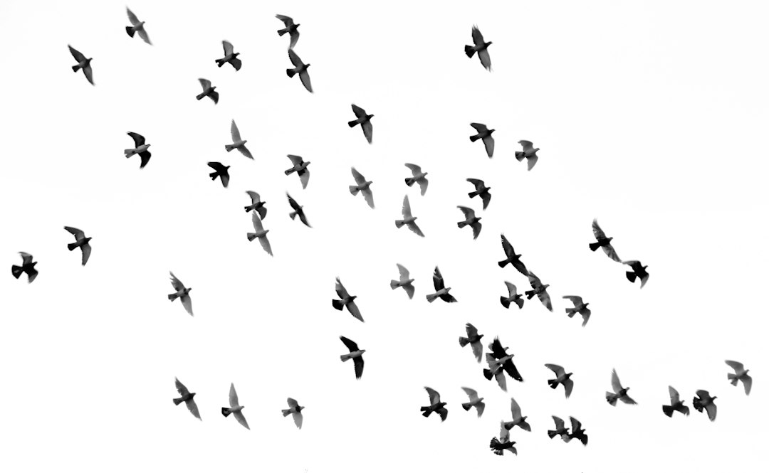 Understanding Flock's Workforce Reduction Strategy