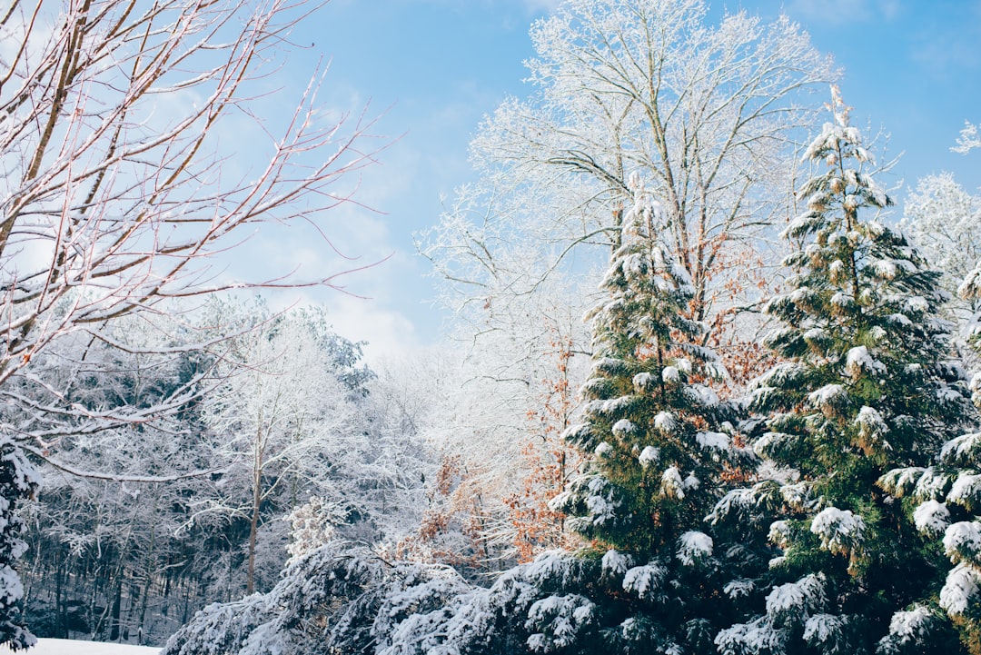 China's Gree Eyes Europe Winters for Growth