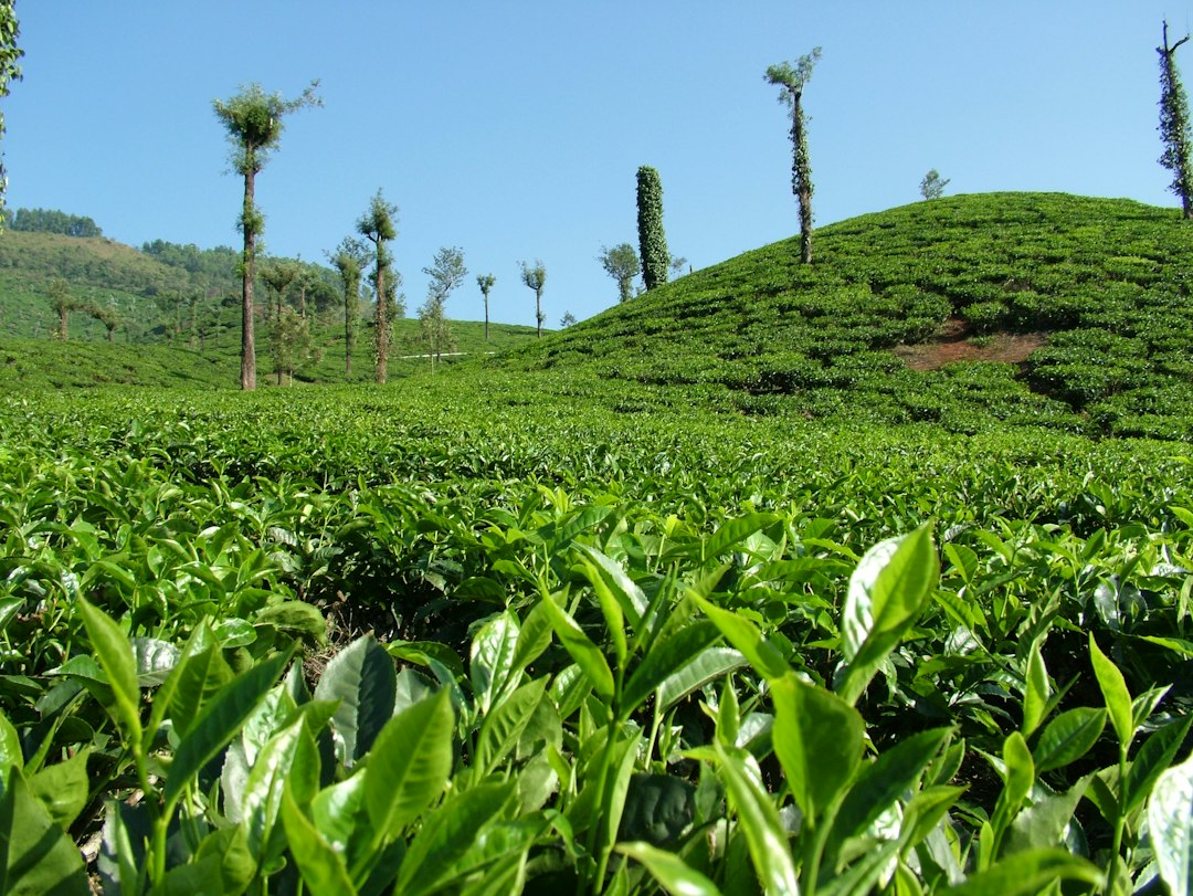 Tea output slips, exports drop in January-July 2026