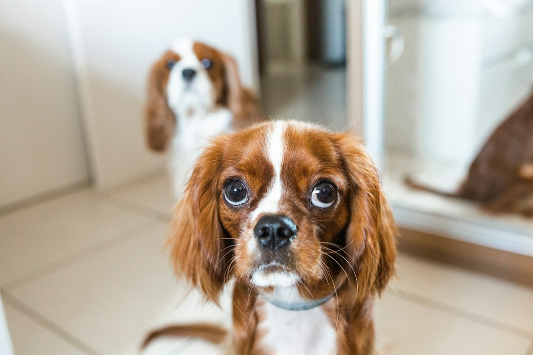King Charles Engages AI Executives on Safety Risks