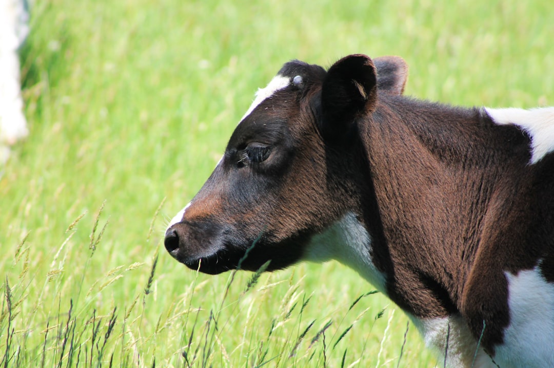 New Zealand Dairy Farmers Face Profit Squeeze as El Niño Looms