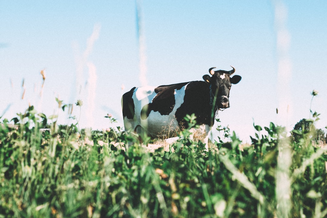 New Zealand Dairy Farmers Face Profit Squeeze as El Niño Looms