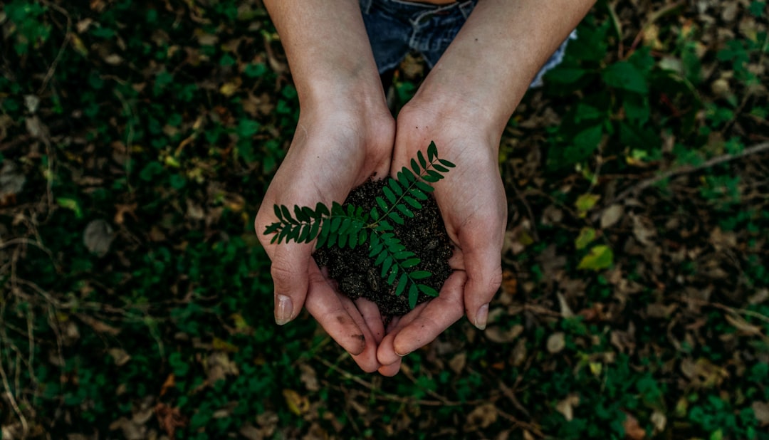 0 Million Collapse: Insights for Preschool Entrepreneurs