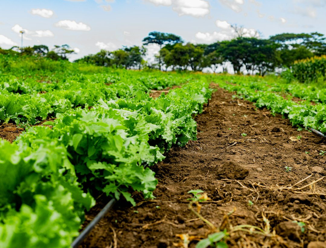 AI Tools Boost African Farmers' Resilience Against El Niño