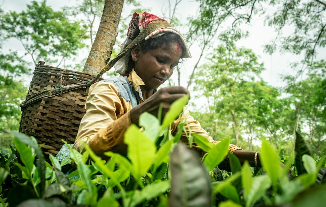 Indian Plantation Sector Urged to Become Global Suppliers