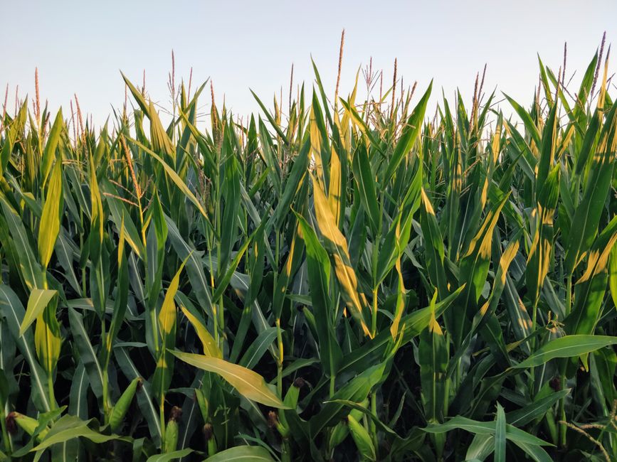 Ethanol Blending Diversifies India’s Agricultural Landscape