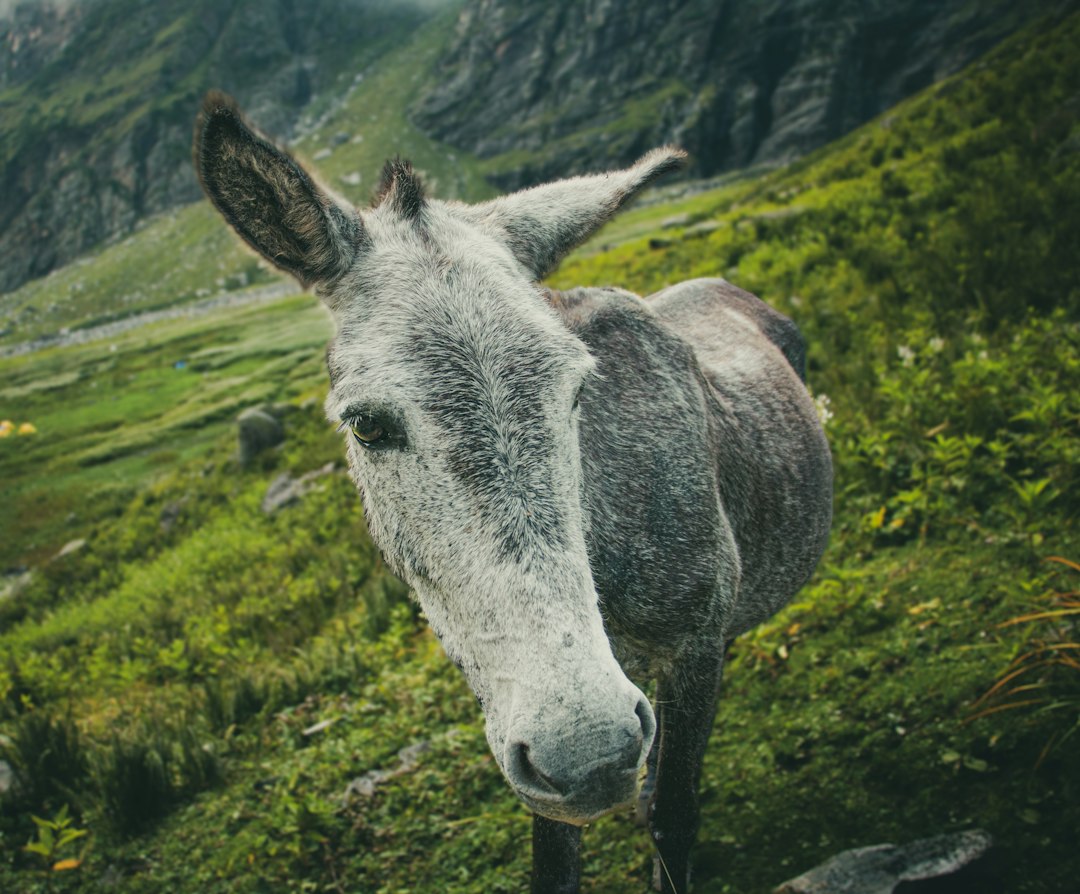 Protect Your Bank from Mule Account Scams
