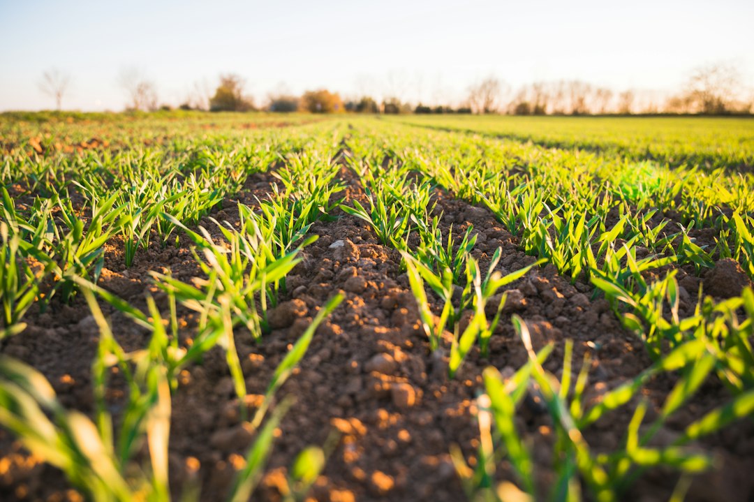 Food Prices Surge Amid Heatwaves and El Niño Impact