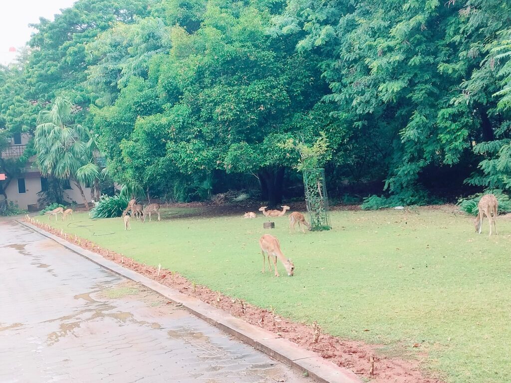 Two deer grazing near a modern campus building, illustrating NCERT's AI module launch.
