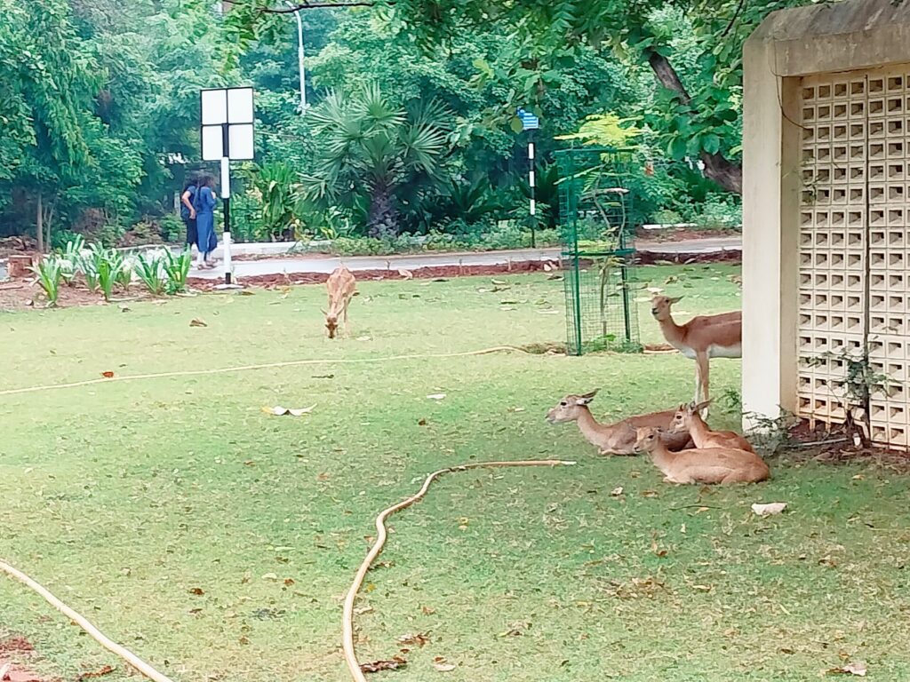 Deers grazing near a university building, illustrating the NCERT AI module launch.