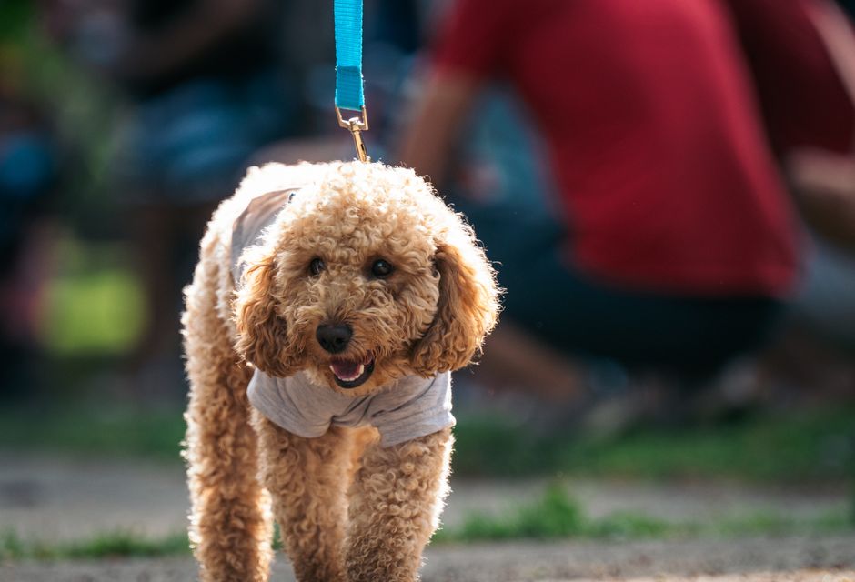 Dimensional Posts $20-An-Hour Robot Dog Walking Job